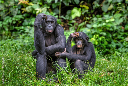 Bonobo with baby. Scientific name: Pan paniscus, called the pygmy chimpanzee. Democratic Republic of Congo. Africa © Uryadnikov Sergey