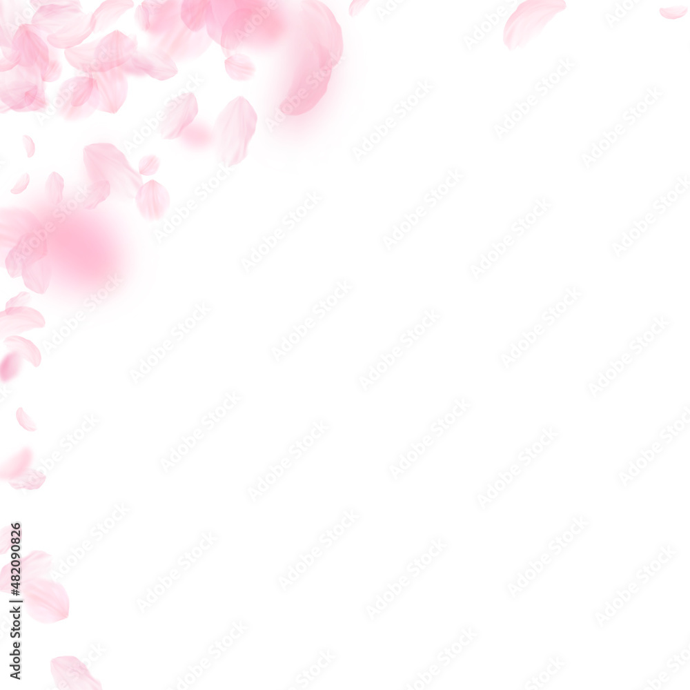 Sakura petals falling down. Romantic pink flowers corner. Flying petals on white square background. Love, romance concept. Rare wedding invitation.