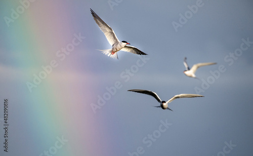 Adult common tern in flight on the rainbow and blue sky background.  Scientific name  Sterna hirundo.