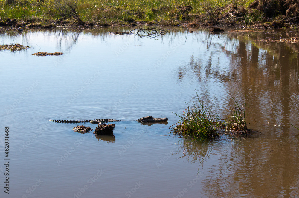 An alligator in the swamp near New Orleans, Louisiana, January 2022