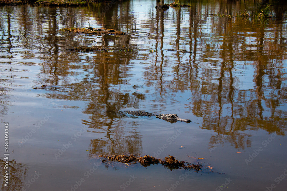 Two large and a baby alligator in a swamp near New Orleans, Louisiana