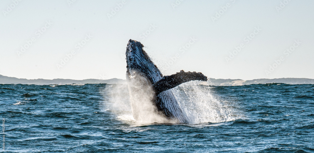 Fototapeta premium Humpback whale breaching. Humpback whale jumping out of the water. Megaptera novaeangliae. South Africa.