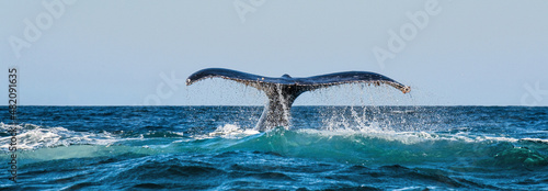 A Humpback whale raises its powerful tail over the water of the Ocean. The whale is spraying water. Scientific name: Megaptera novaeangliae. South Africa.
