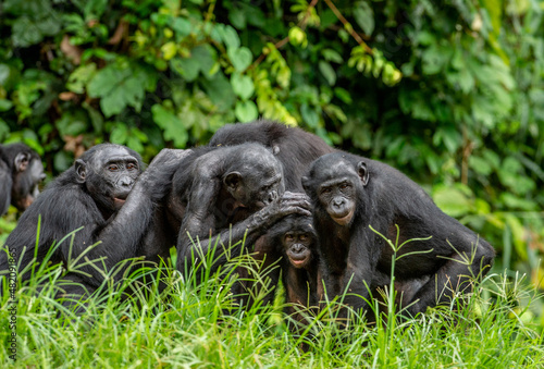 Group of bonobos on green natural background. The Bonobo, Scientific name: Pan paniscus, sometime called the pygmy chimpanzee. Democratic Republic of Congo. Africa © Uryadnikov Sergey