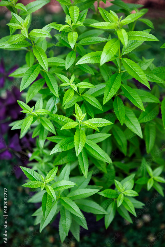 Fresh leaves of a fragrant lemon verbena plant growing in a garden, used as a medicinal and culinary herb, and also in teas and for its essential oils Fresh leaves of a fragrant lemon verbena plant growing in a garden, used as a medicinal and culinary herb, and also in teas and for its essential oils