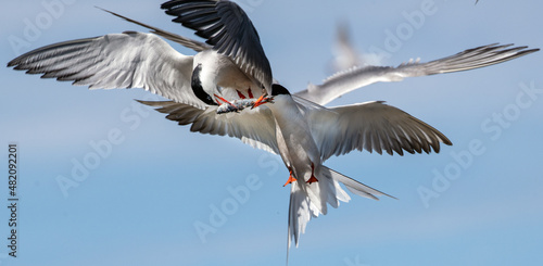 Showdown in flight, fight for fish. Common Terns interacting in flight. Adult common terns in flight in sunset light on the sky background. Scientific name: Sterna hirundo.