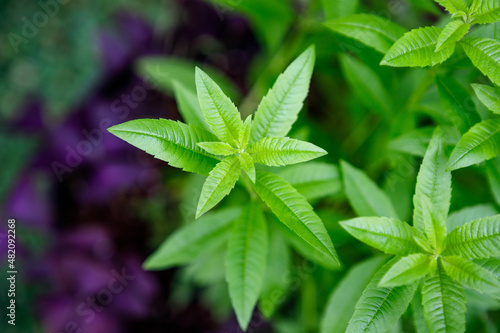 Fresh leaves of a fragrant lemon verbena plant growing in a garden, used as a medicinal and culinary herb, and also in teas and for its essential oils photo