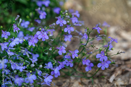 Tableau sur toile Beautiful lobelia 'blue carpet' flowers blooming in spring as a border or ground