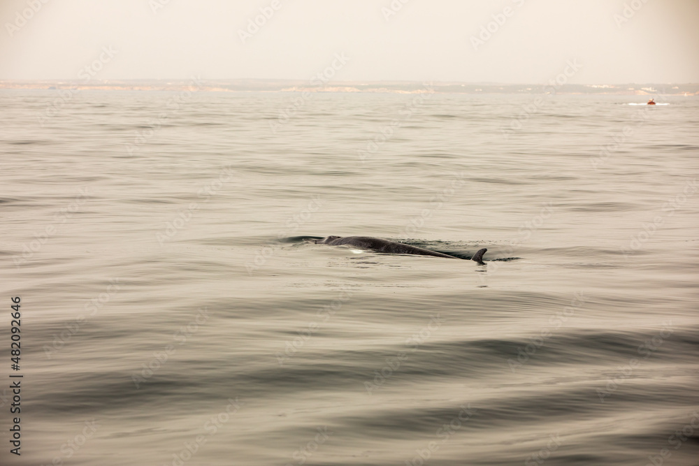 Fototapeta premium Pods of Oceanic dolphins or Delphinidae playing in the water