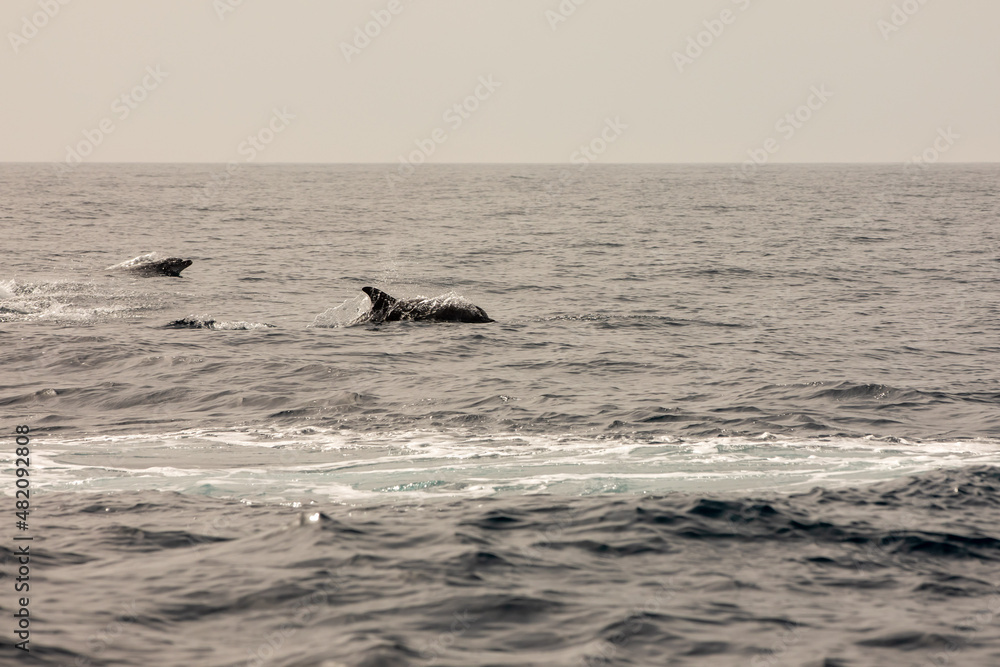 Fototapeta premium Pods of Oceanic dolphins or Delphinidae playing in the water