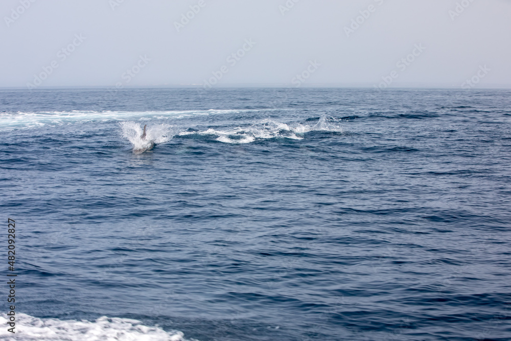 Pods of Oceanic dolphins or Delphinidae playing in the water Pods of Oceanic dolphins or Delphinidae playing in the water