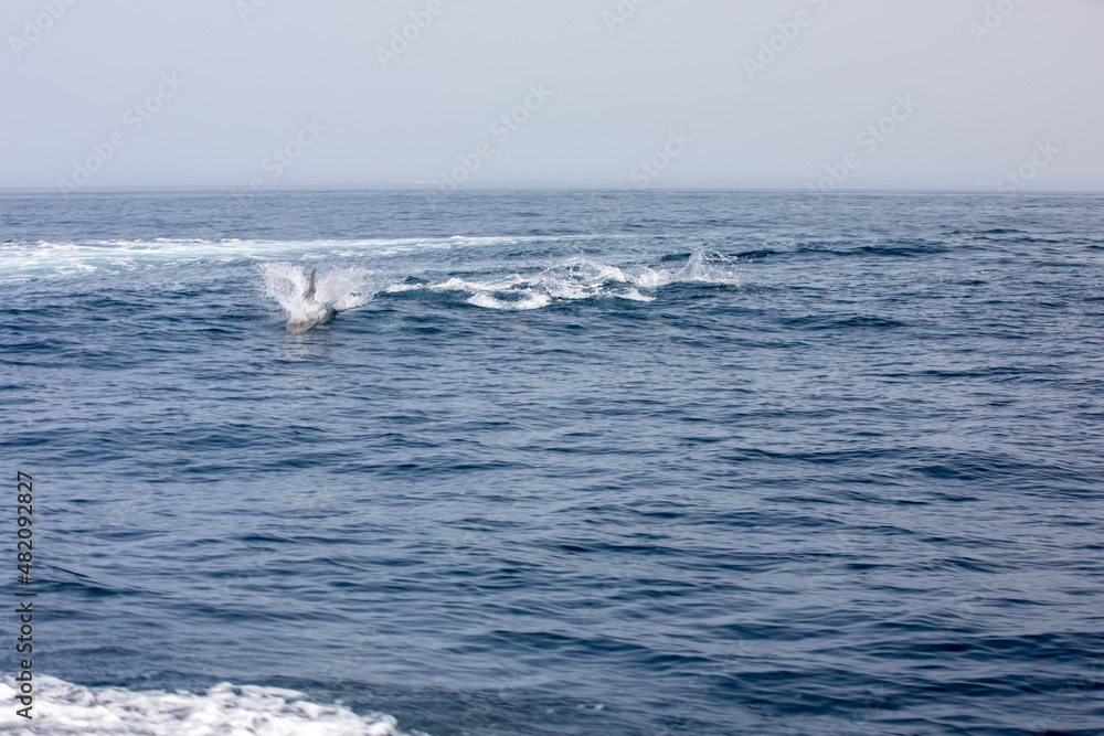 Pods of Oceanic dolphins or Delphinidae playing in the water