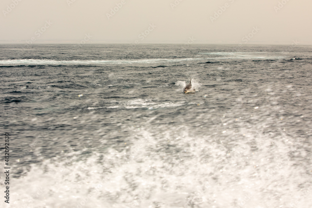 Obraz premium Pods of Oceanic dolphins or Delphinidae playing in the water