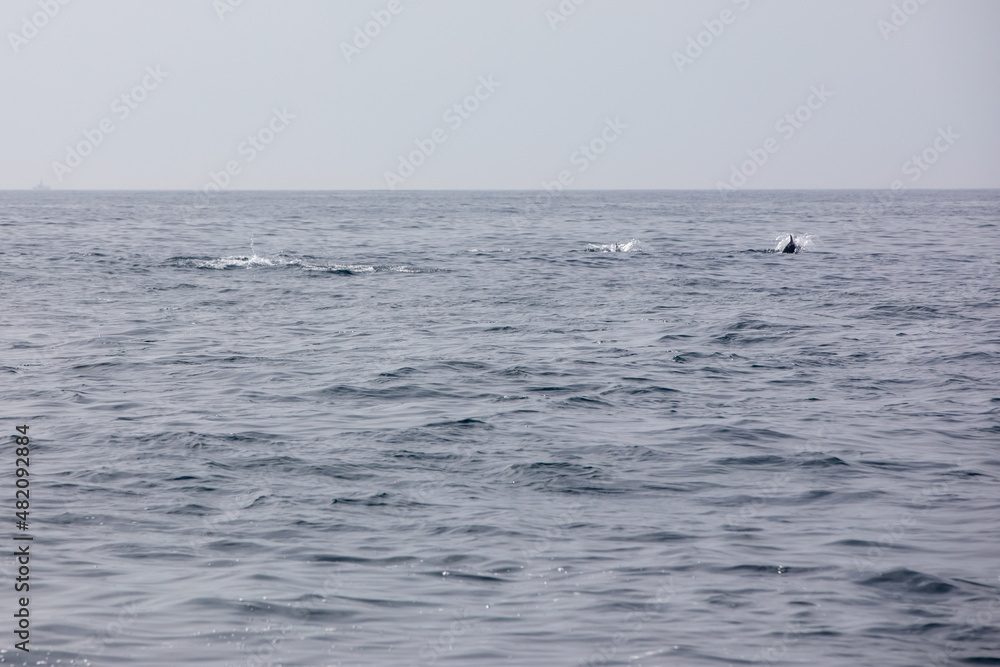 Pods of Oceanic dolphins or Delphinidae playing in the water Pods of Oceanic dolphins or Delphinidae playing in the water