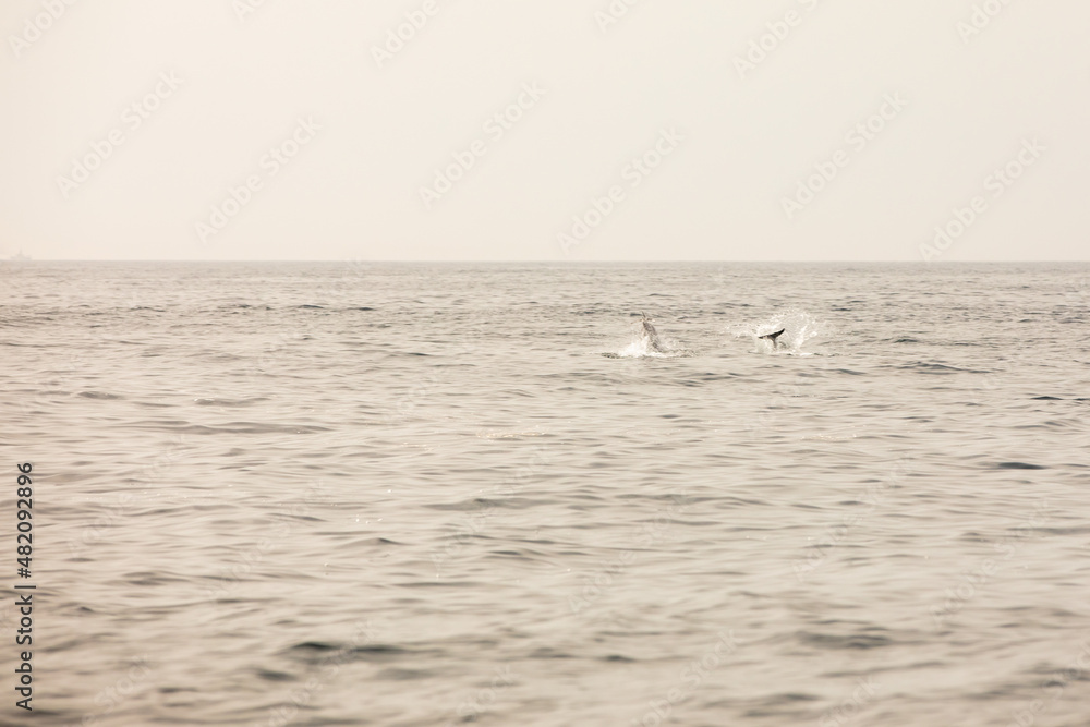 Pods of Oceanic dolphins or Delphinidae playing in the water Pods of Oceanic dolphins or Delphinidae playing in the water