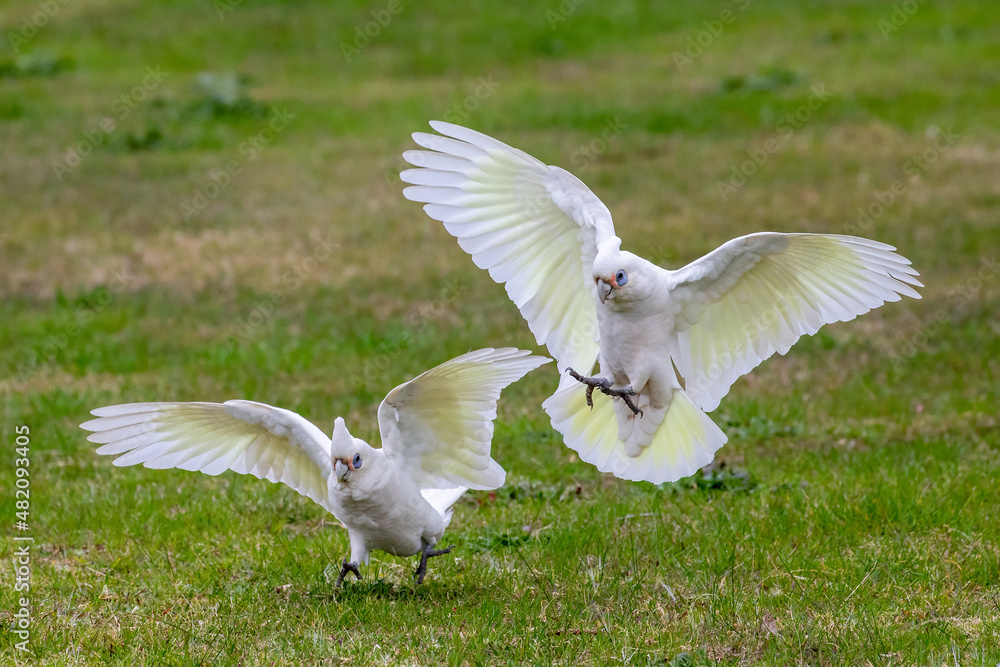 Obraz premium Australian Little Corella in flight