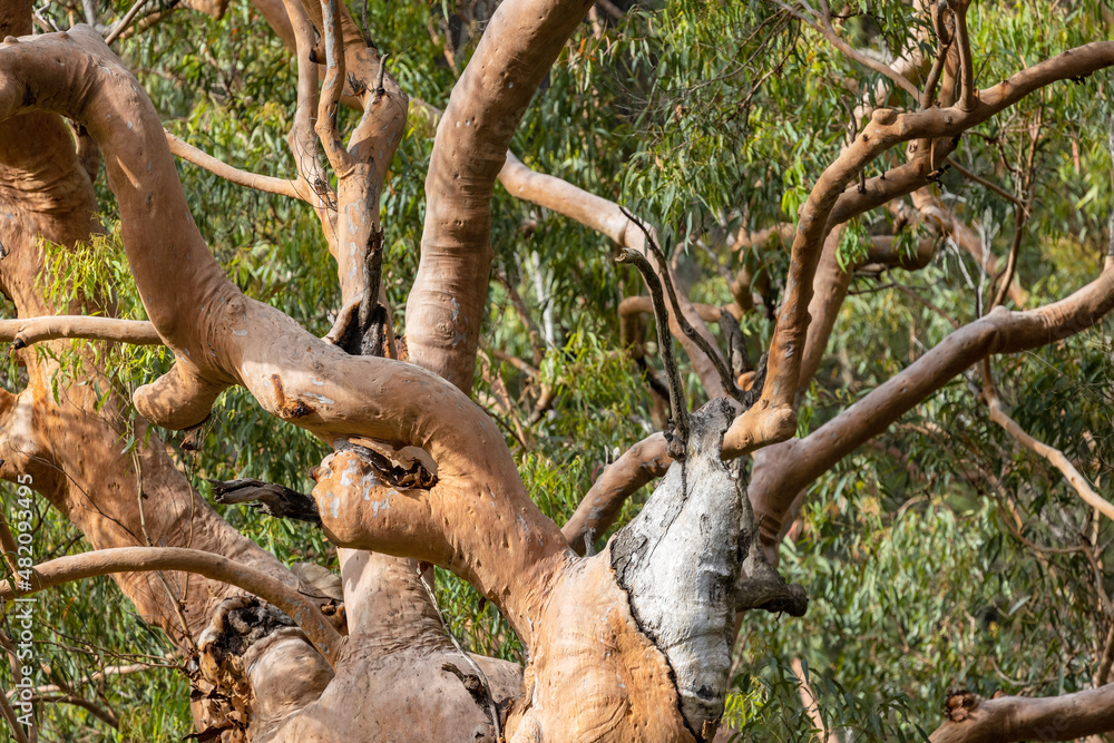 Branches of the Sydney Red Gum Tree Branches of the Sydney Red Gum Tree