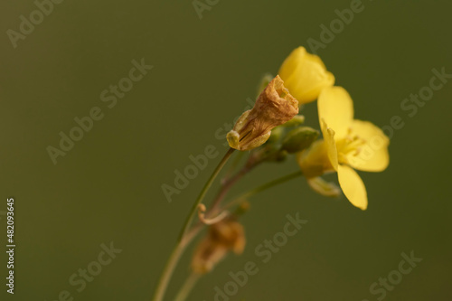 yellow wild flower with a withered bud in the foreground. Defocused green background and copy space