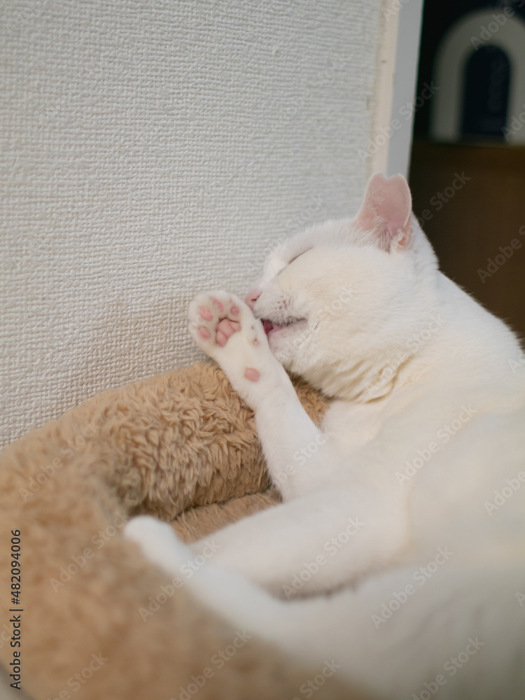 cute white cat cute white cat