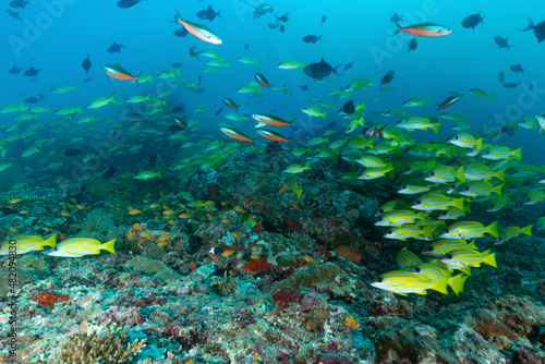 Fototapeta Naklejka Na Ścianę i Meble -  barriera corallina con spugne, coralli ed un branco di pesci azzannatori striati, Lutjanus kasmira