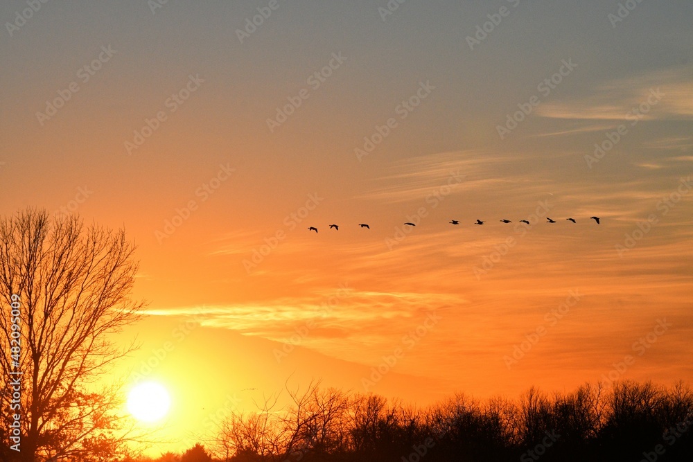 Geese Flying in a Bright Sunset Sky Geese Flying in a Bright Sunset Sky