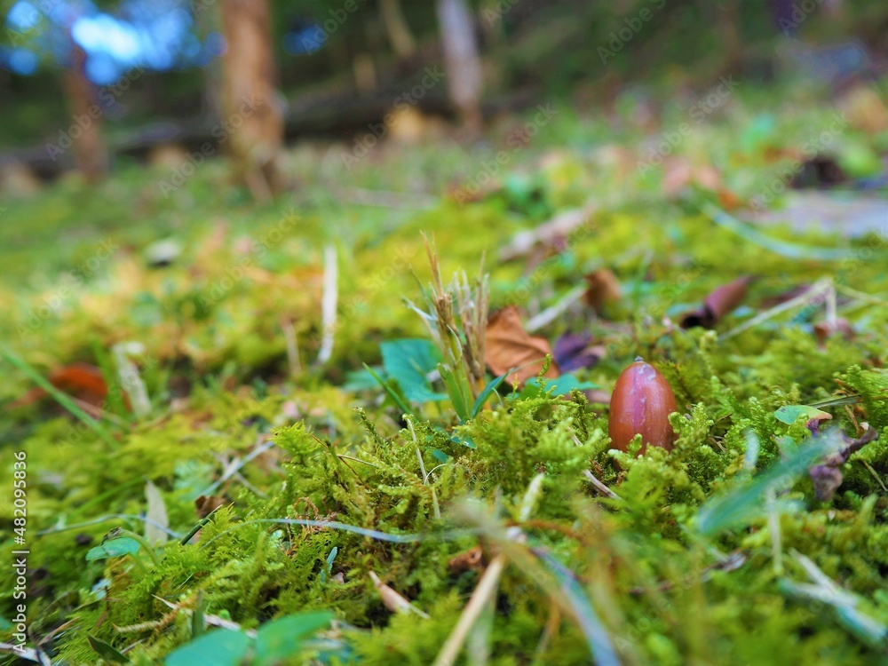 Moss and an acorn in the mountain Moss and an acorn in the mountain