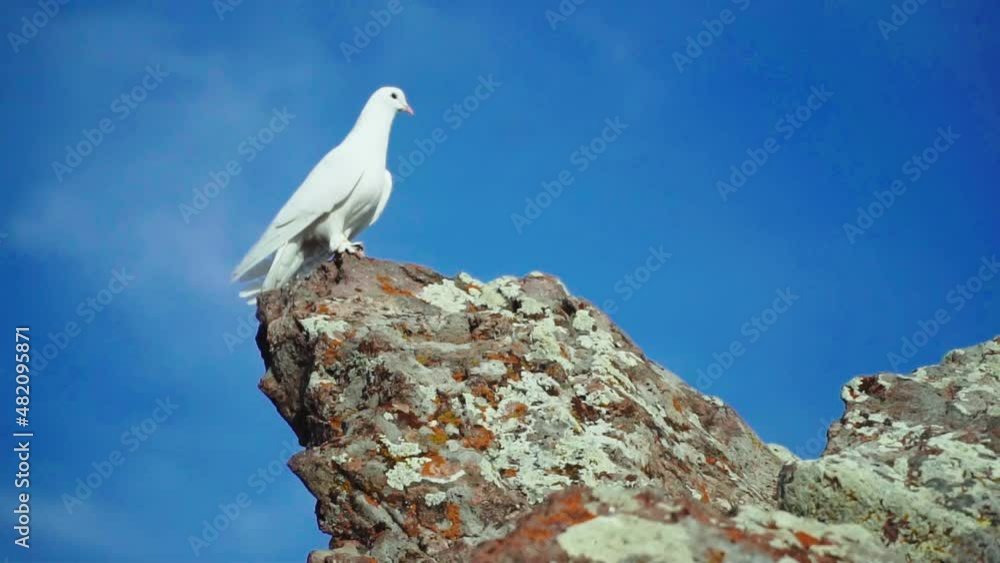 Symbol of freedom White dove on top Symbol of freedom White dove on top