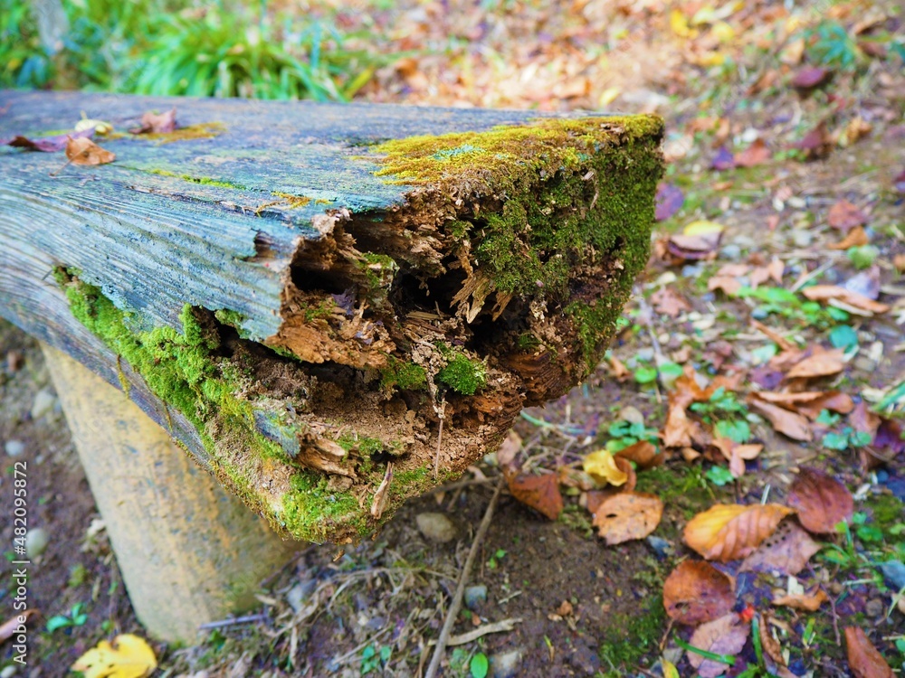 Wooden bench covered with moss Wooden bench covered with moss
