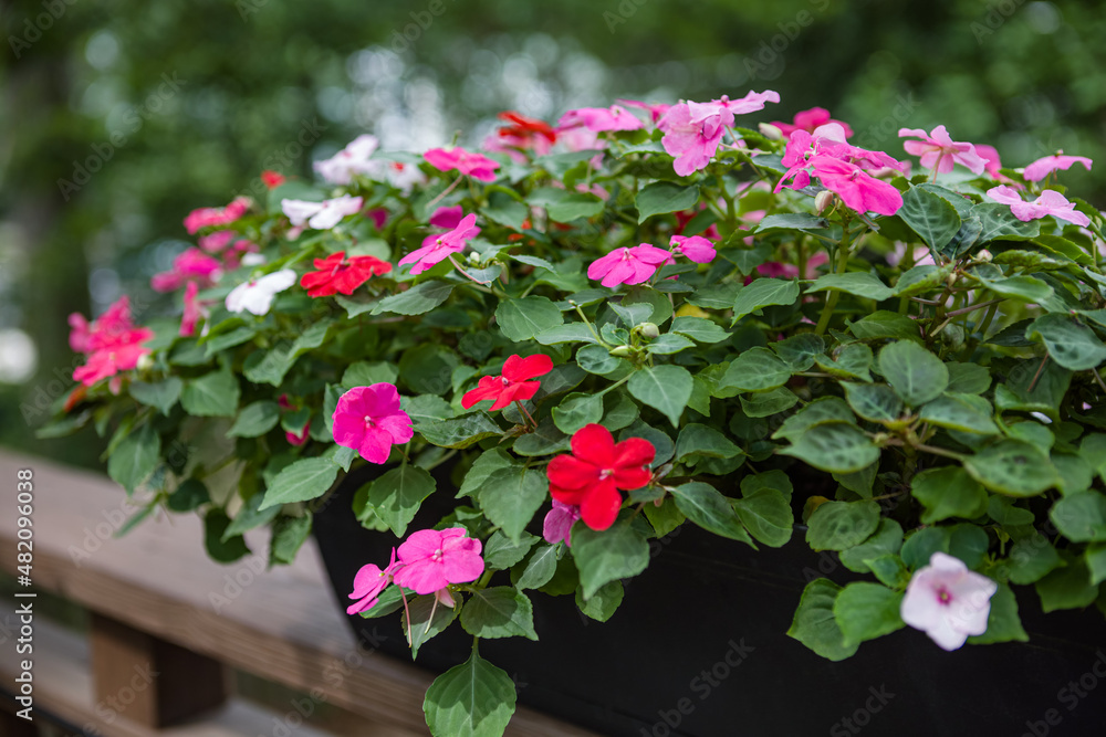 Pretty pink, red and white impatiens blooming in a container on a backyard deck railing in a shade garden