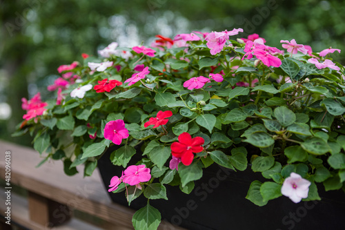 Pretty pink, red and white impatiens blooming in a container on a backyard deck railing in a shade garden photo