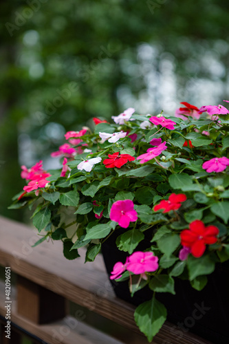 Fototapeta Naklejka Na Ścianę i Meble -  Pretty pink, red and white impatiens blooming in a container on a backyard deck railing in a shade garden