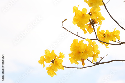 Beautiful golden trumpet tree ( Tabebuia chrysantha, Handroanthus chrysanthus, Golden Tree, Yellow Pui ) blooming in Spring, Jiangmen, Guangdong, China.