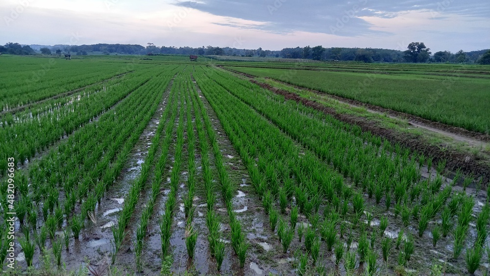 field of rice