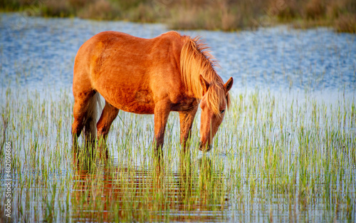 Horses grazing in the delta