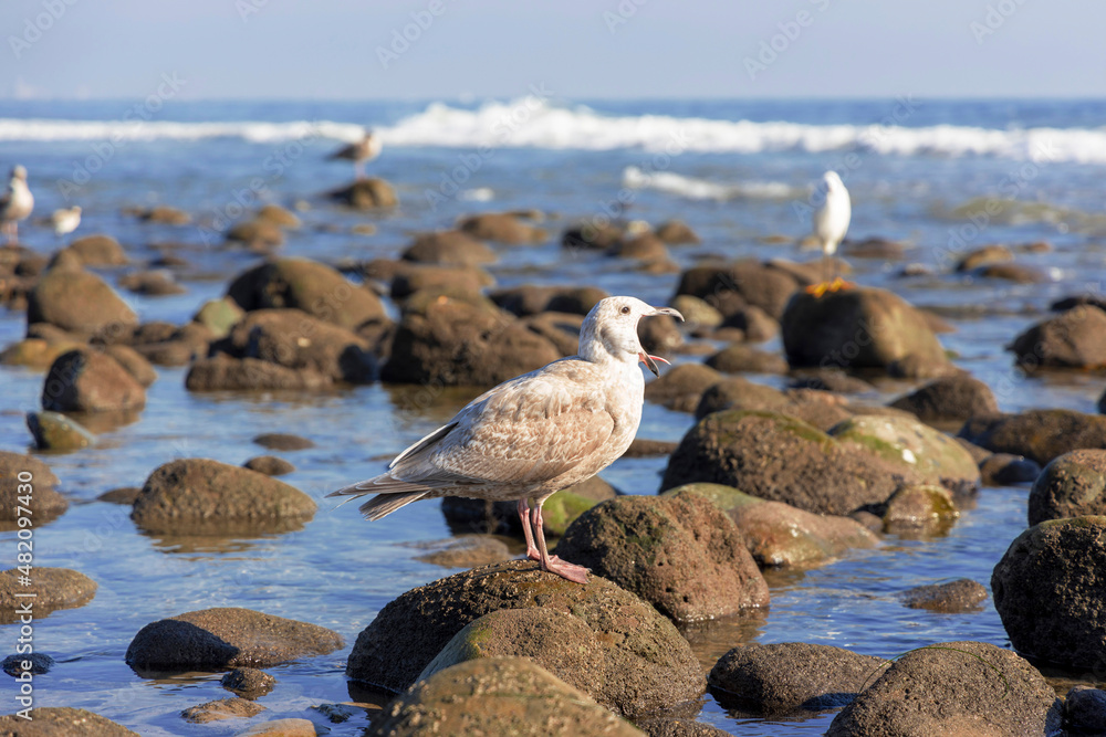 Young Seagull Yawning with Open Mouth on the beach Young Seagull Yawning with Open Mouth on the beach