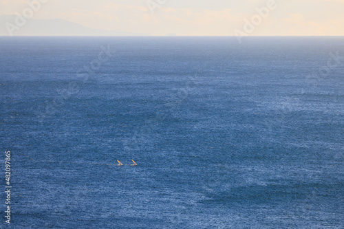 広く青い海を滑走するウインドウサーフィン