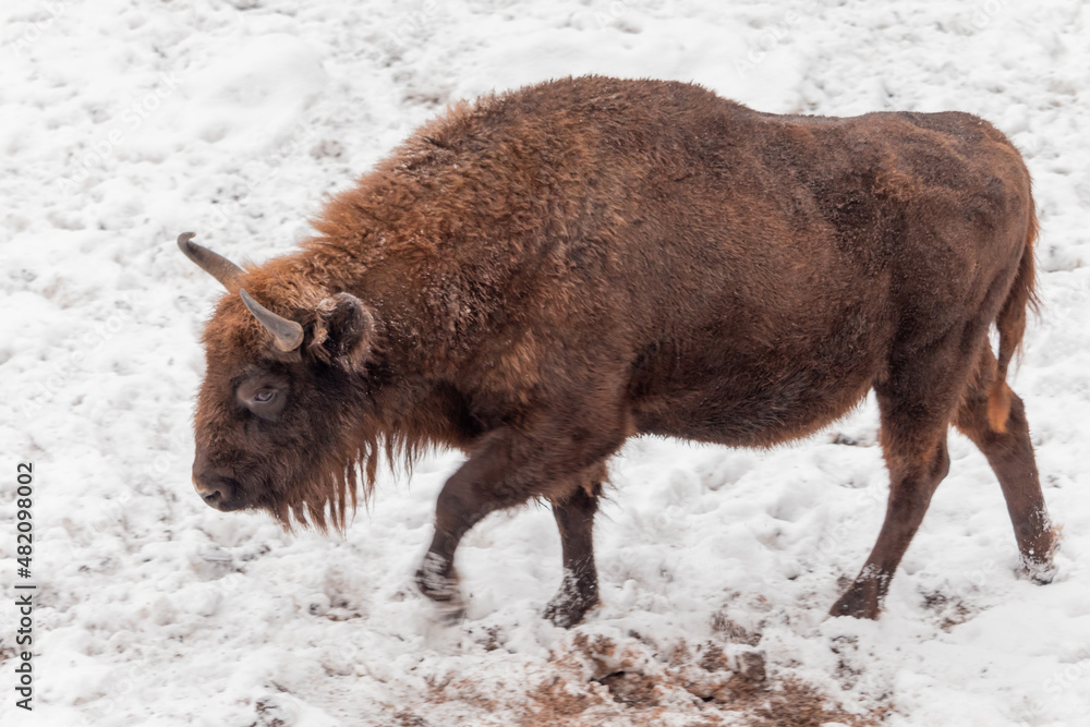Bison bonasus - European bison walks on snow view from the top. Winter season in Lithuania Europe.European species of bison. It is one of the extant species Bison bonasus - European bison walks on snow view from the top. Winter season in Lithuania Europe.European species of bison. It is one of the extant species