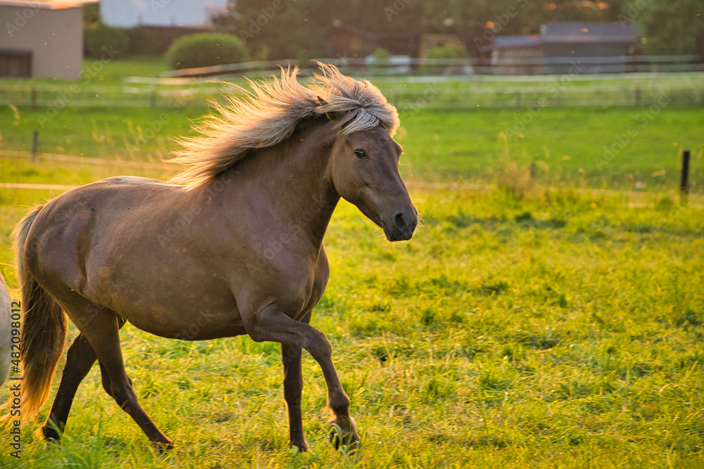 Fototapeta premium Pferd im Galopp