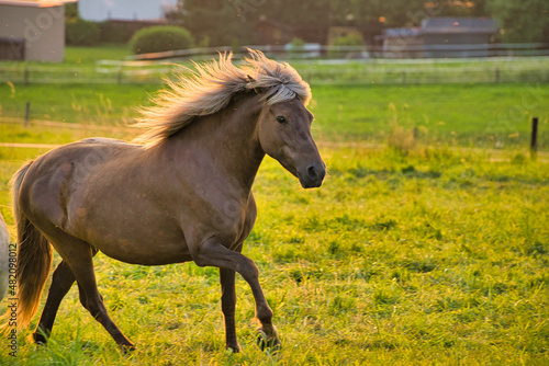 Pferd im Galopp