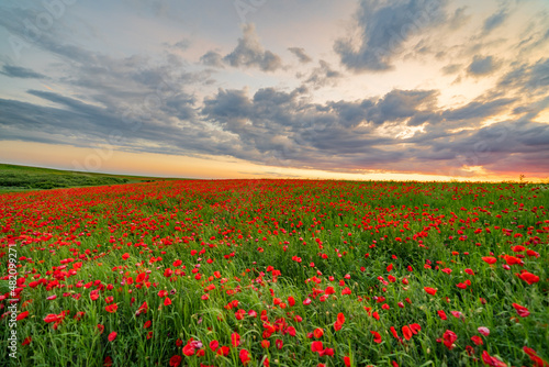 field of poppies