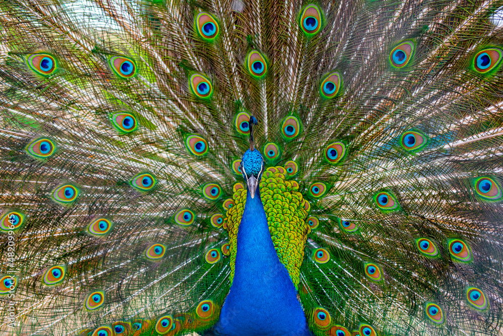 Obraz premium close up of peacock