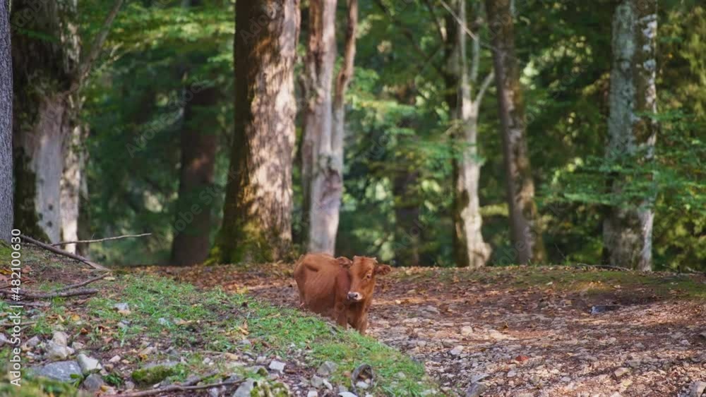 Wild brown cow standing in the middle of a beautiful forest. Slow motion. Wildlife, nature concept. Wild brown cow standing in the middle of a beautiful forest. Slow motion. Wildlife, nature concept.