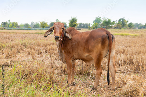 Cows are eating grass on the Rice field after harvest season with grazing cows.