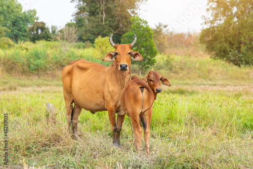 Cow with calf standing  on  grazing , One young standing brown cow and a white cow together. © pornsawan