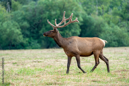 Male Elk Walking