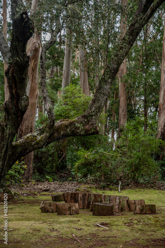 Tree and stumps in the green forest