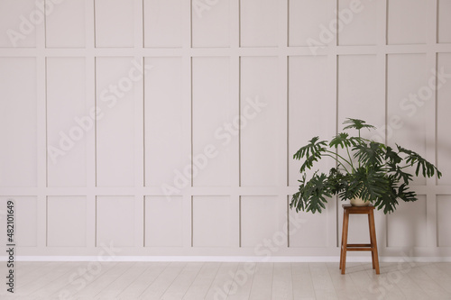 Wallpaper Mural Green plant on wooden stool near empty molding wall indoors, space for text Torontodigital.ca