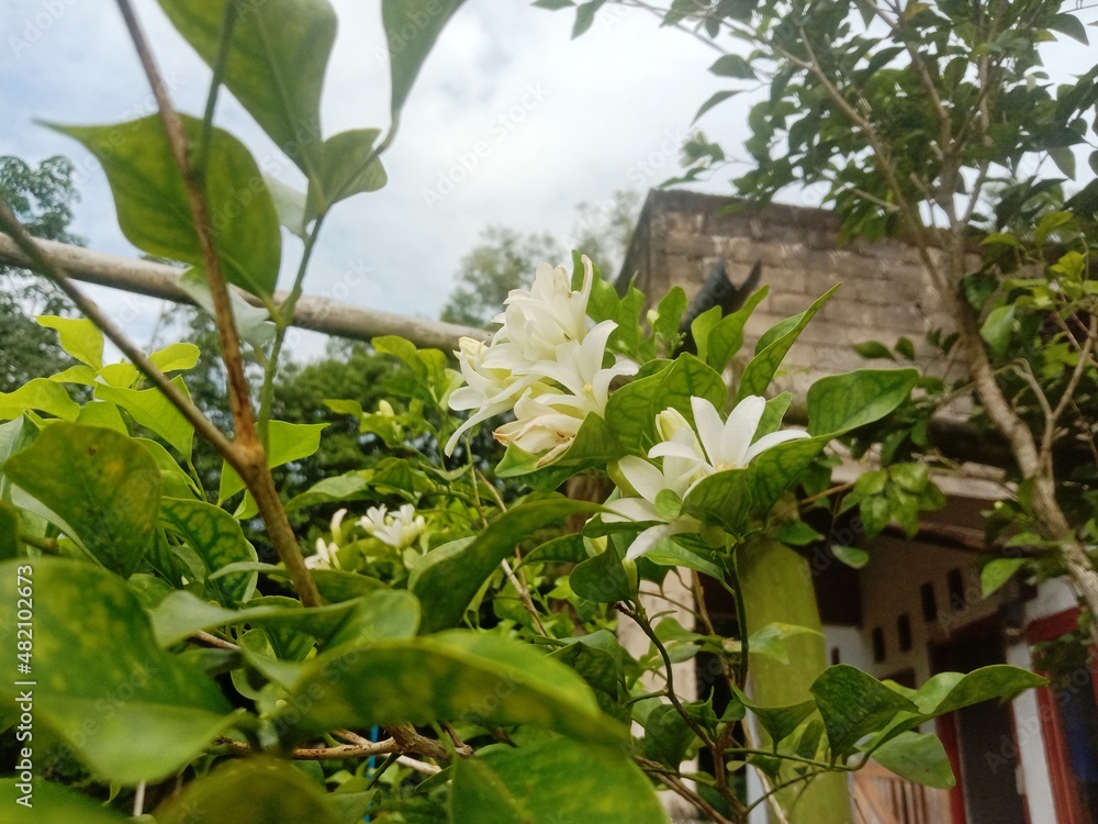 Fototapeta premium kemuneng flower with sky background