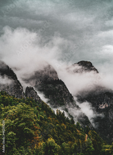 Mountain Pine Trees Lost in Moody Fog