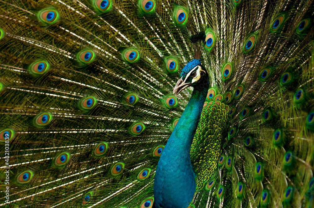 Obraz premium peacock with feathers out